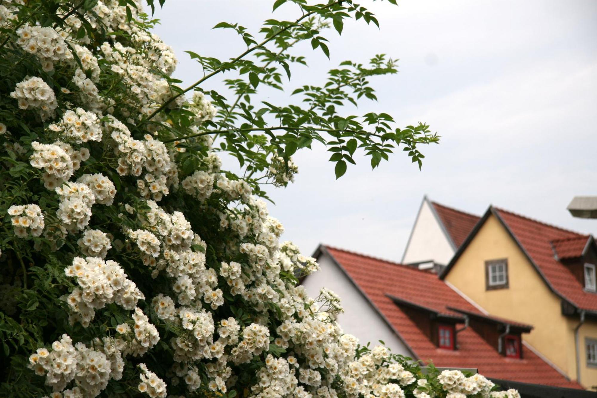 Pension Am Dom Erfurt Buitenkant foto